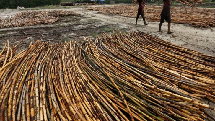 Rotan Indonesia